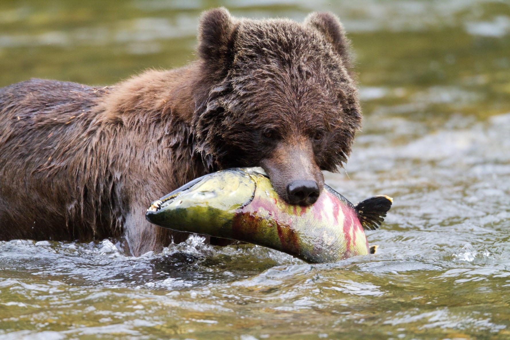 British Columbia Vancouver Island Grizzly-beer Zalm Wildlife