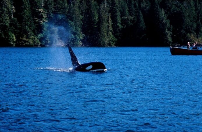 Oog in oog met orca's!