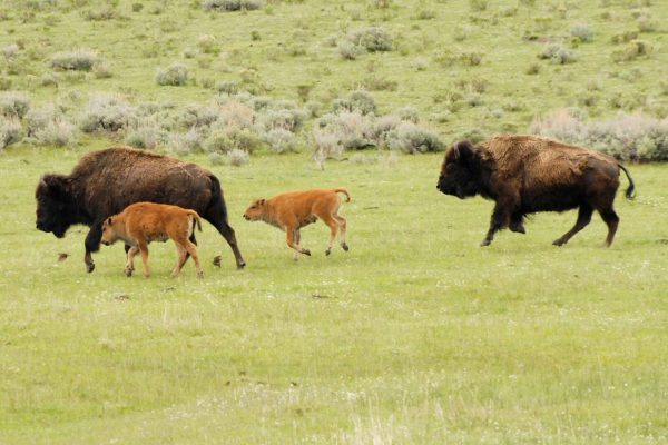 dieren-bison dieren-bison